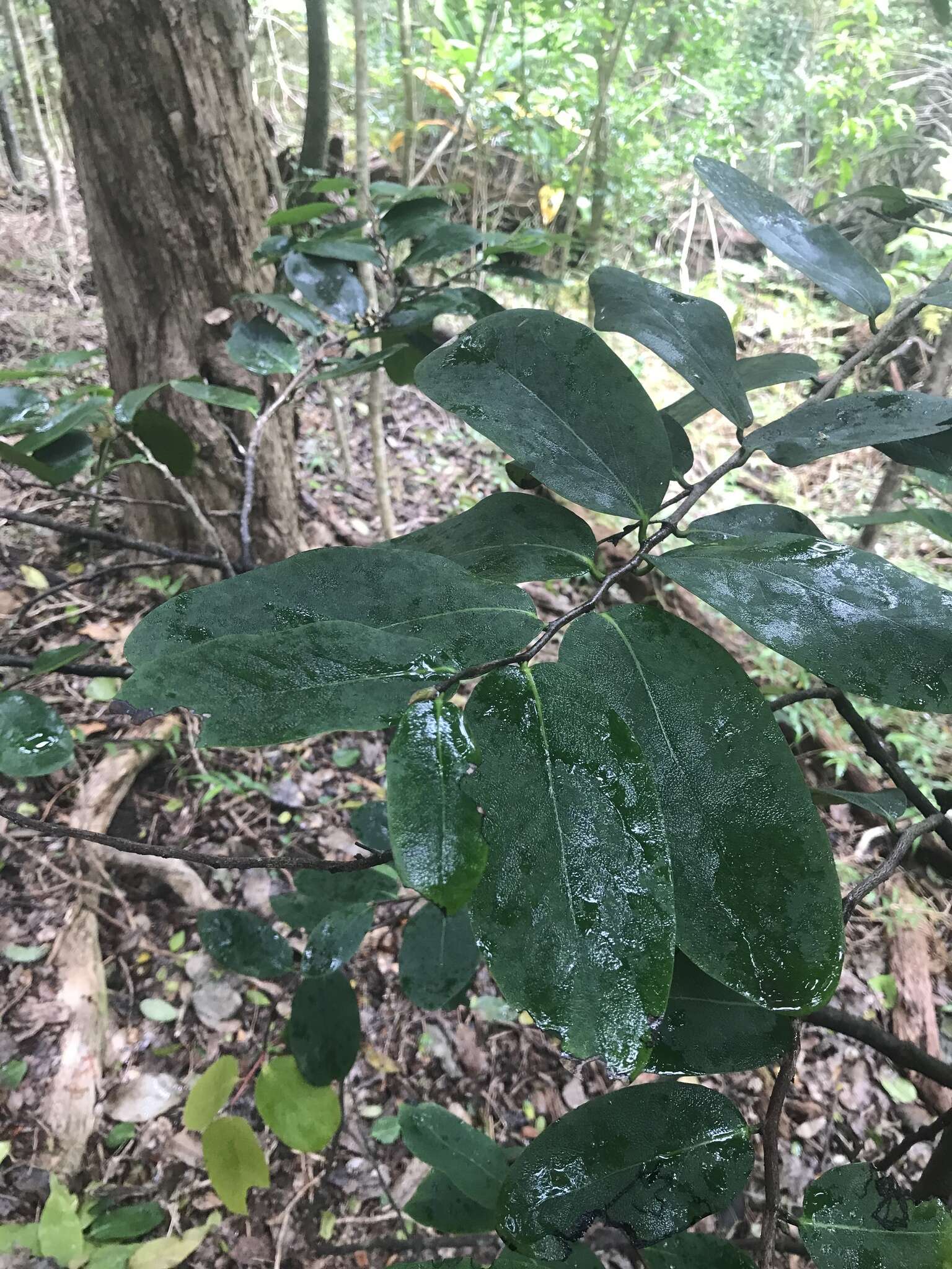 Image de Diospyros hillebrandii (Seem.) Fosberg