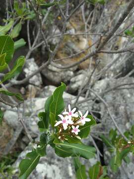 Image of Craspidospermum