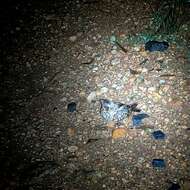 Image of Indian Nightjar