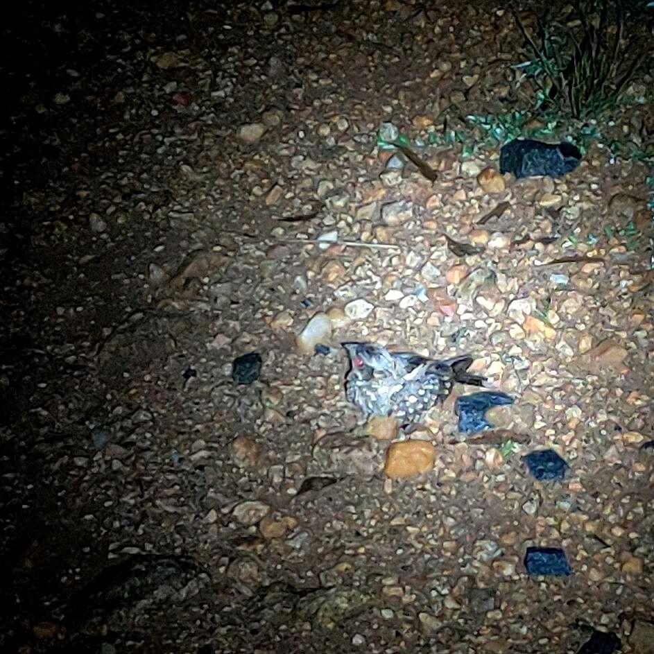 Image of Indian Nightjar