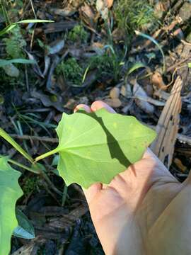 Image of variableleaf Indian plantain