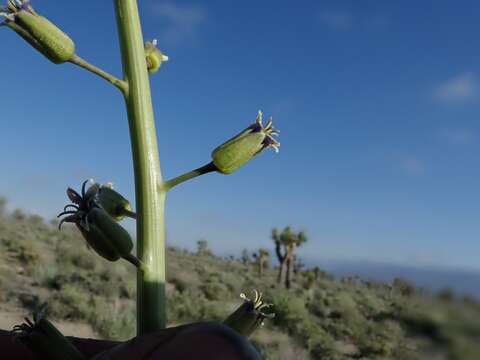 Image of hairy wild cabbage