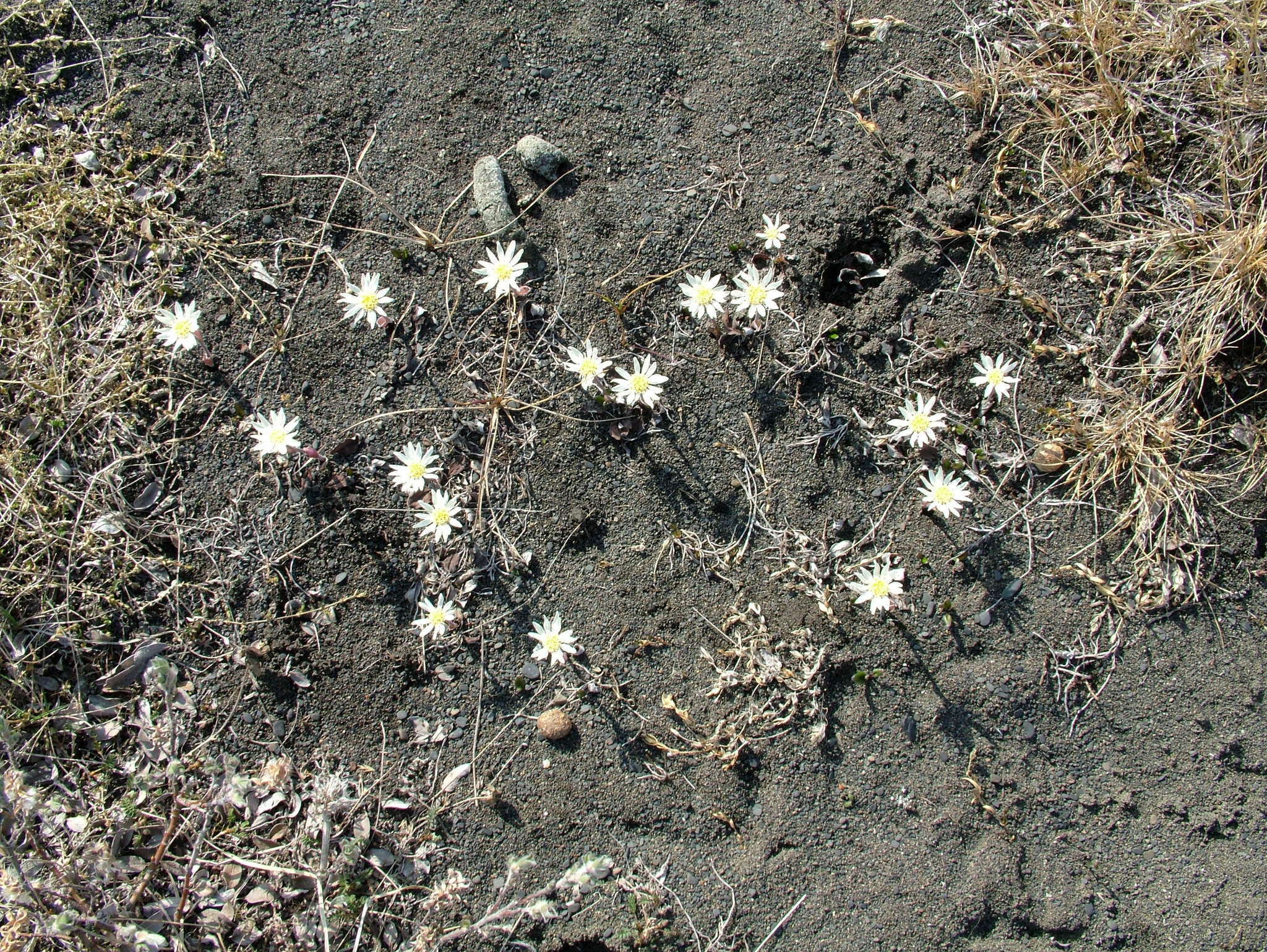 Plancia ëd Endocellion sibiricum (J. F. Gmel.) Toman