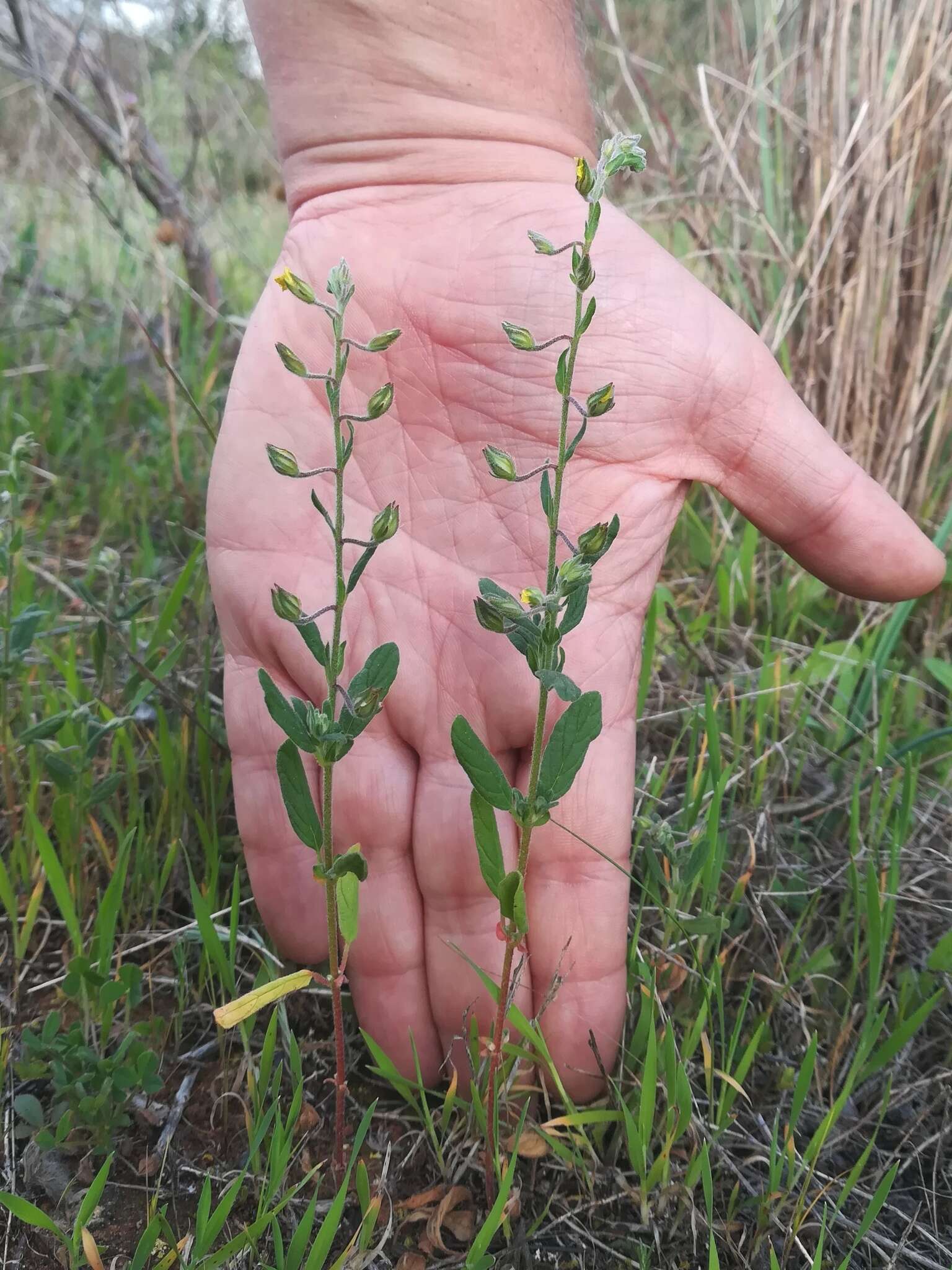 Image of willowleaf frostweed