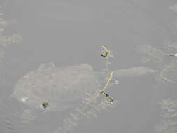 Image of Northern Chinese softshell turtle