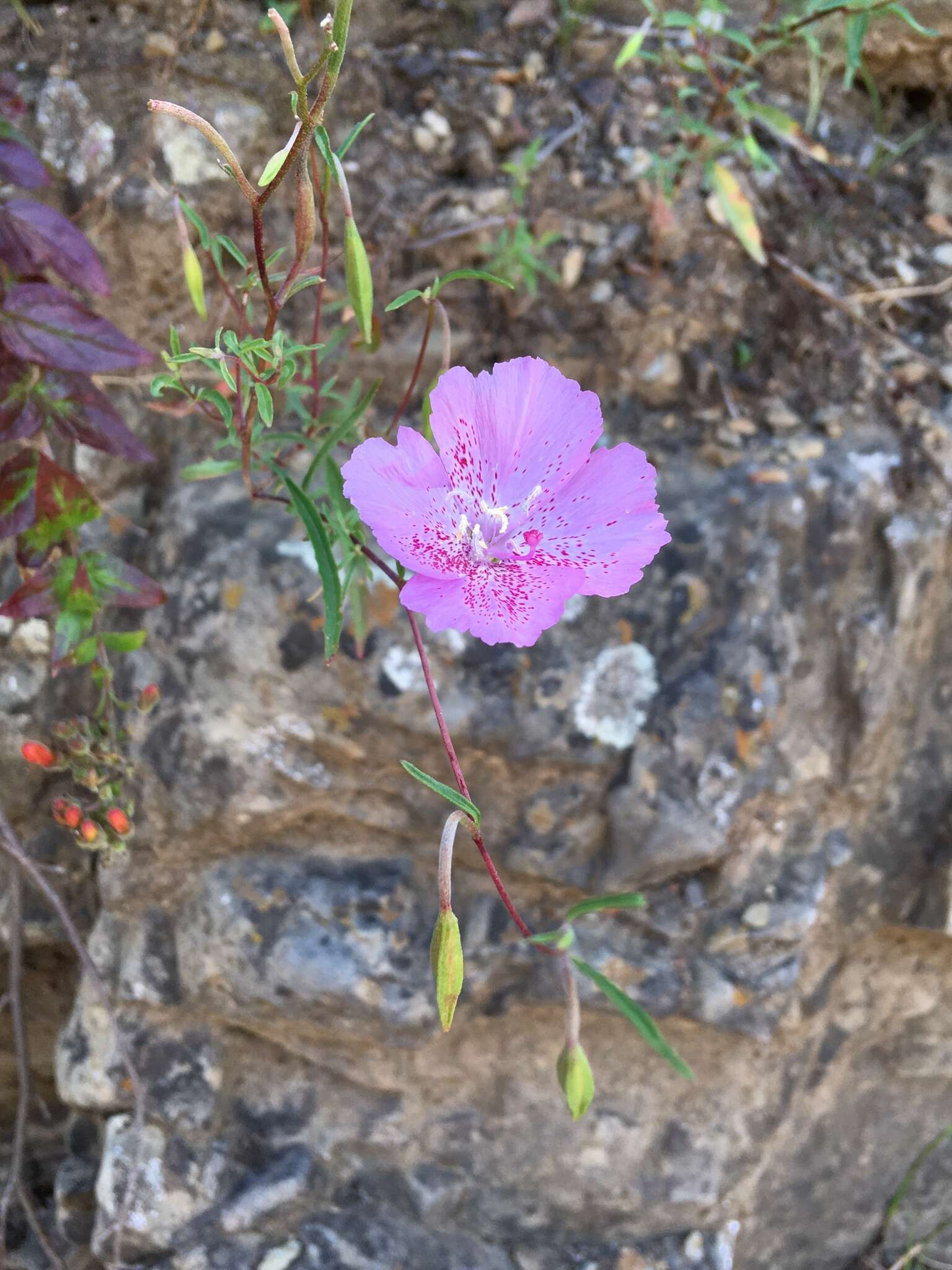 Image de Clarkia bottae (Spach) H. & M. Lewis