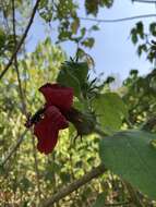 Image of Hibiscus uncinellus