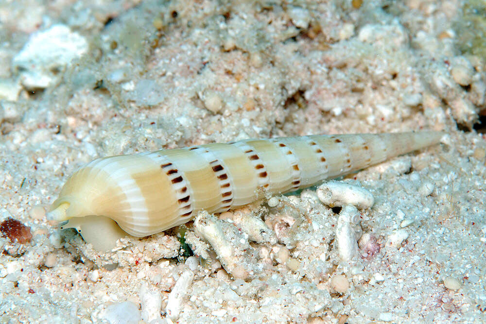 Image of Myurella pertusa (Born 1778)