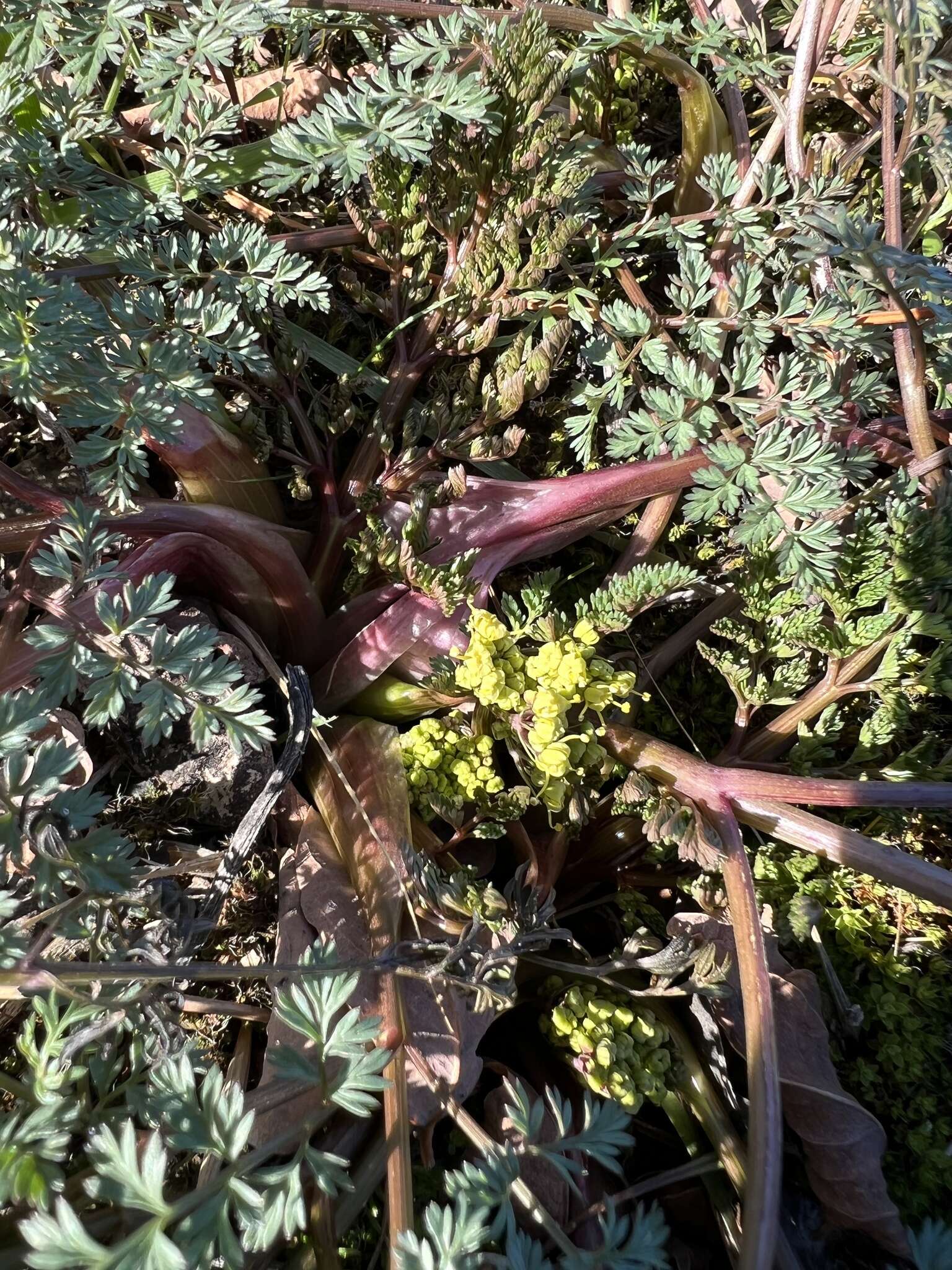 Слика од Lomatium salmoniflorum (Coult. & Rose) Mathias & Constance