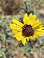 Image of Encelia asperifolia (S. F. Blake) C. Clark & D. W. Kyhos