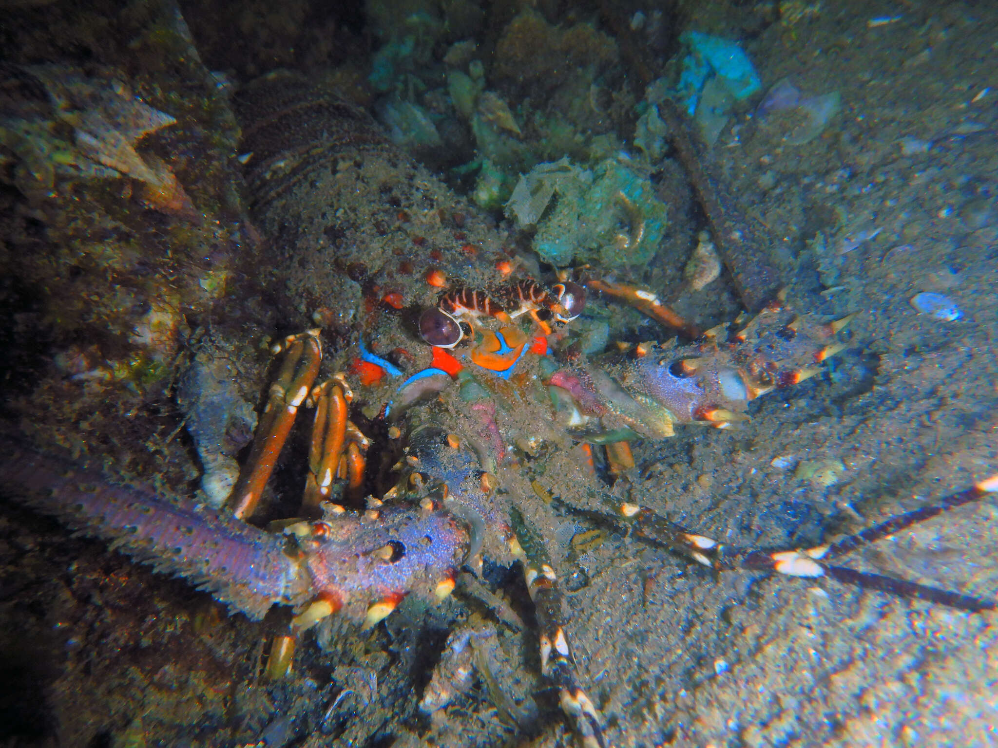 Image of Scalloped Spiny Lobster