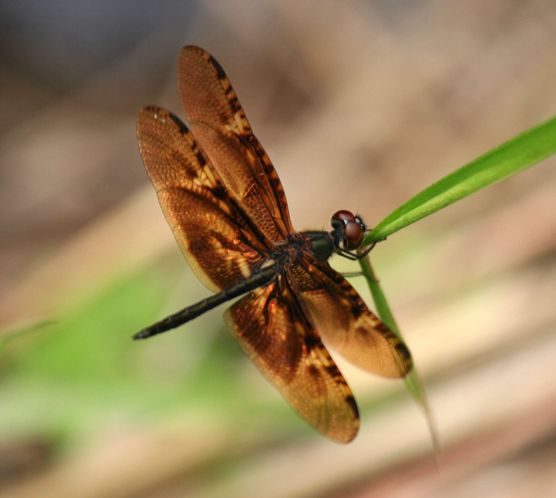 Слика од Rhyothemis obsolescens Kirby 1889