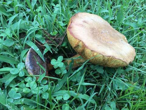 صورة Boletus harrisonii A. H. Sm. & Thiers 1971