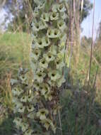 Image of Michoacán lady orchid
