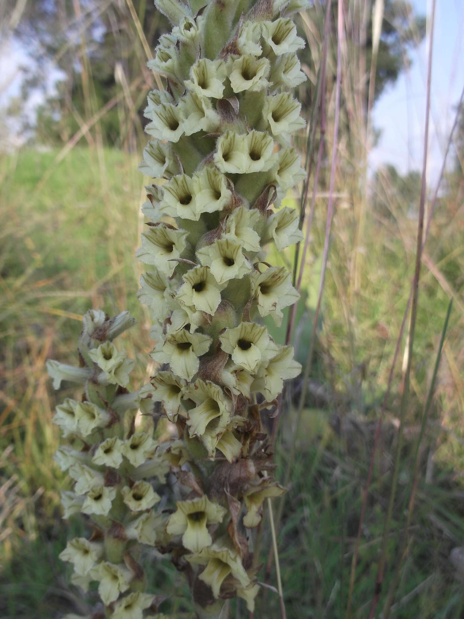 Imagem de Dichromanthus michuacanus (Lex.) Salazar & Soto Arenas