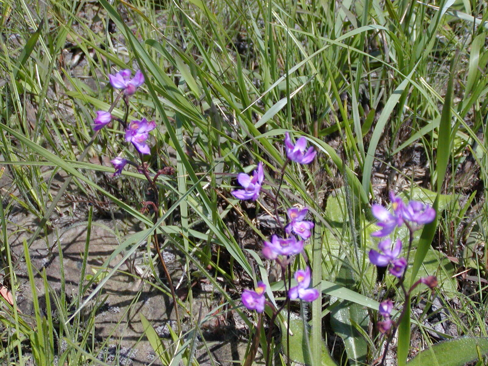 Calopogon multiflorus Lindl.的圖片