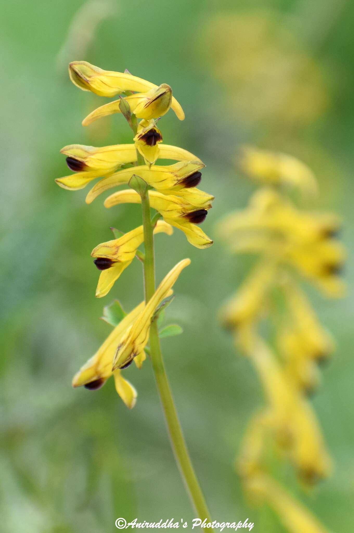 Sivun Corydalis cornuta Royle kuva