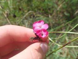 Imagem de Dianthus giganteus Dum.-Urville