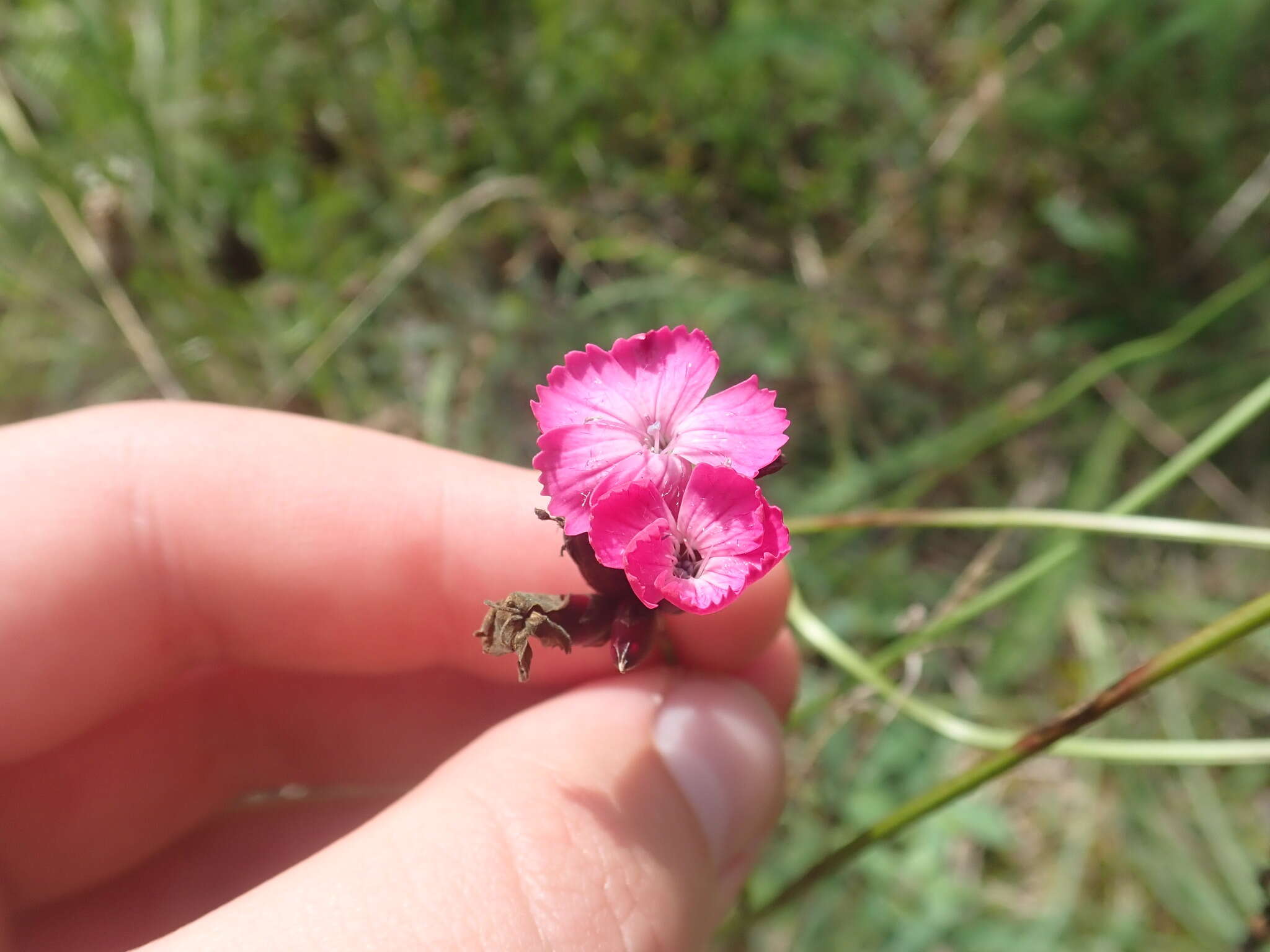 Image de Dianthus giganteus Dum.-Urville