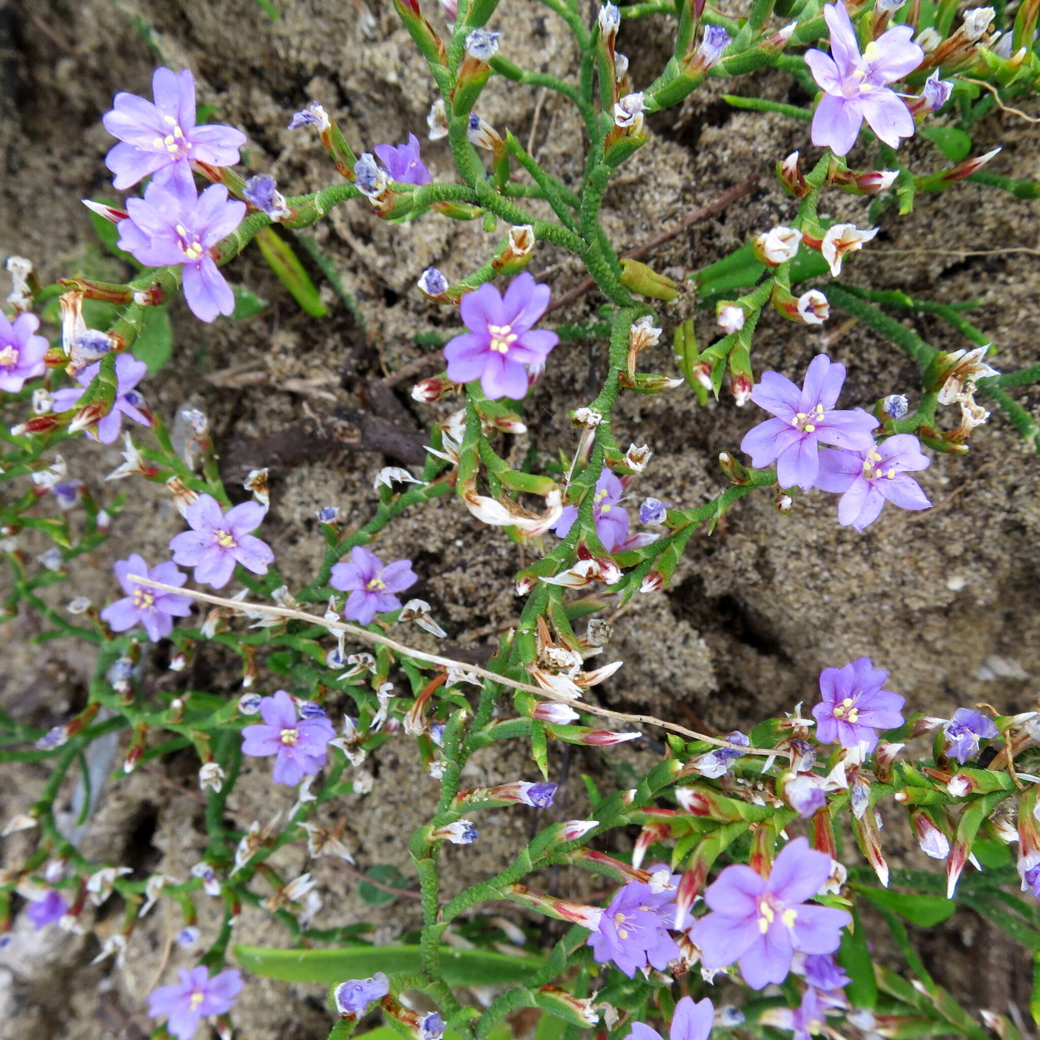 Imagem de Limonium scabrum var. scabrum