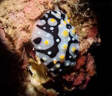 Image of Phyllidia exquisita Brunckhorst 1993