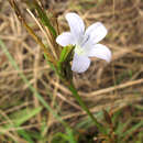 Image of Prismatocarpus campanuloides (L.) Sond.