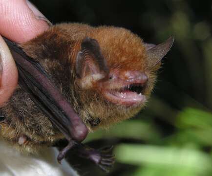 Plancia ëd Myotis (Chrysopteron) goudotii (A. Smith 1834)