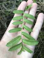 Image of Lobelia concolor R. Br.