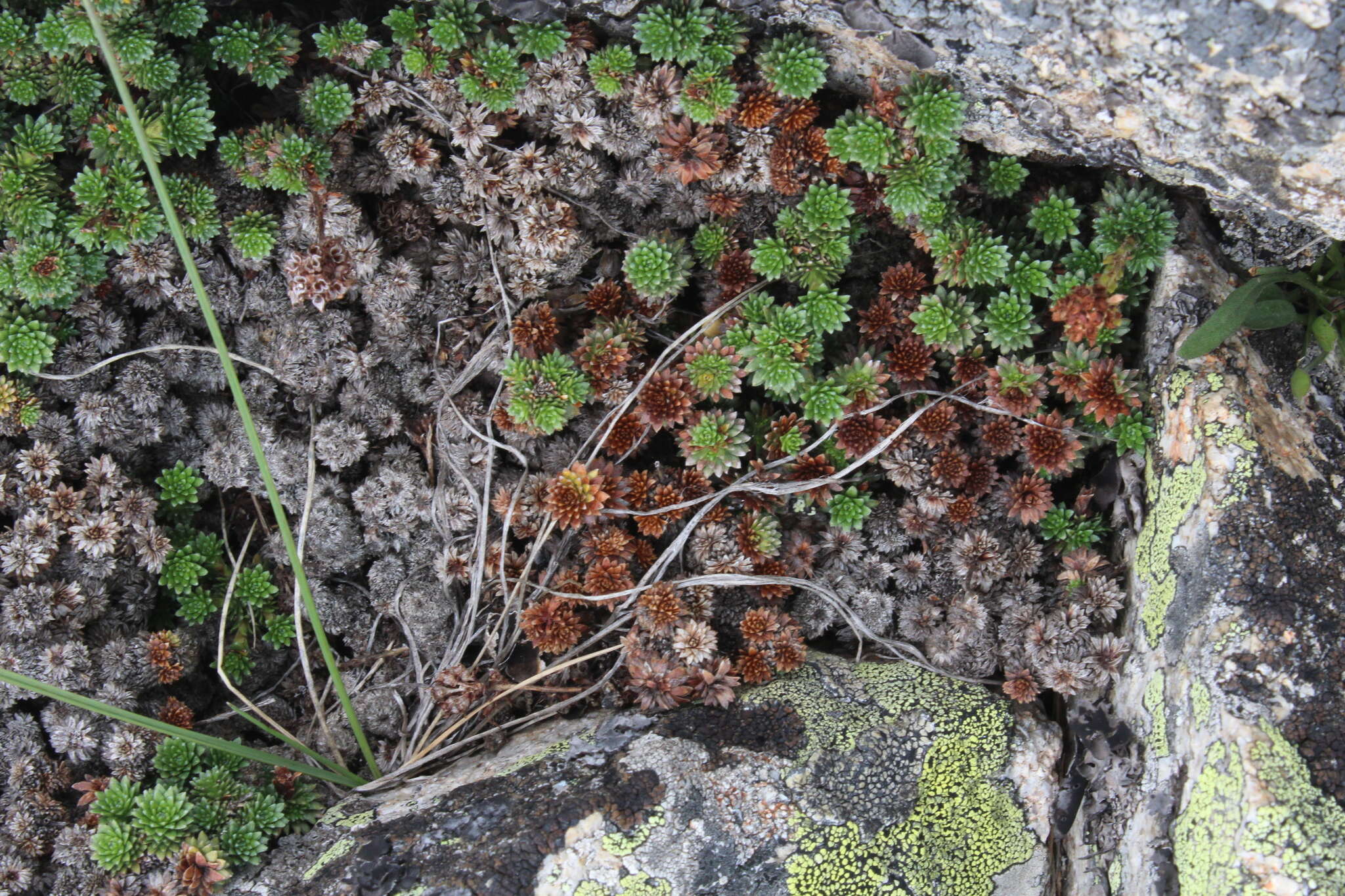 Image of Saxifraga caucasica Somm. & Levier