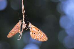 Image of Acraea zitja Boisduval 1833