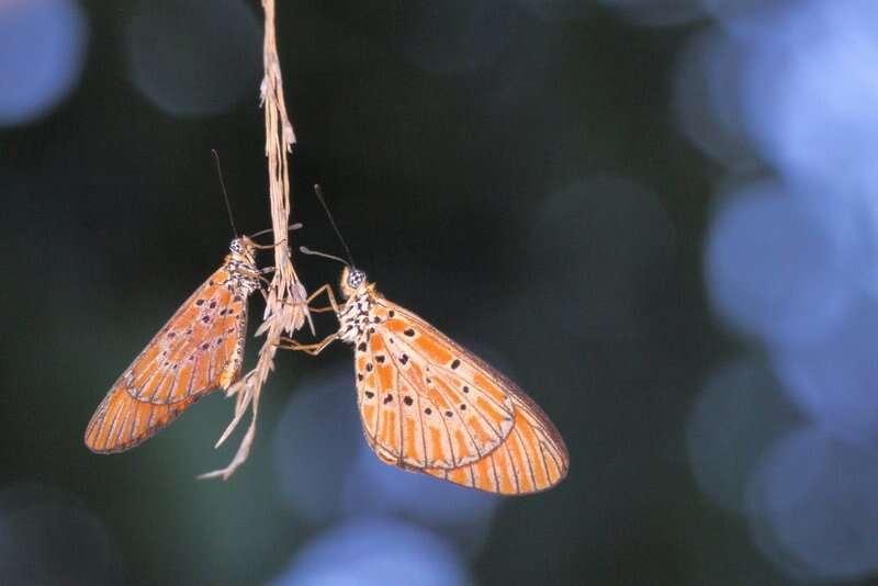 Image of Acraea zitja Boisduval 1833