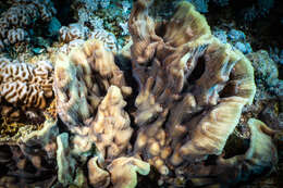 Image of Mycedium umbra Veron 2000