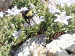 Image of Castle Crags bellflower