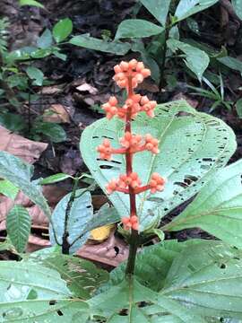 Image of Miconia nervosa (Sm.) Triana