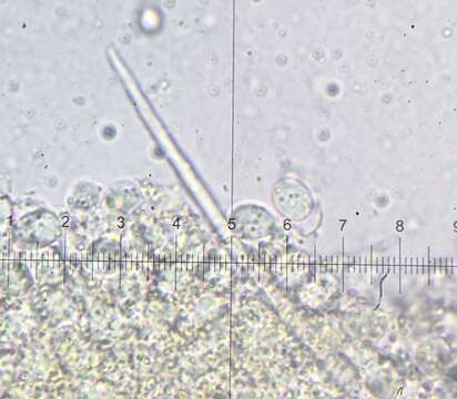 Image de Trichobolus zukalii (Heimerl) Kimbr. 1967