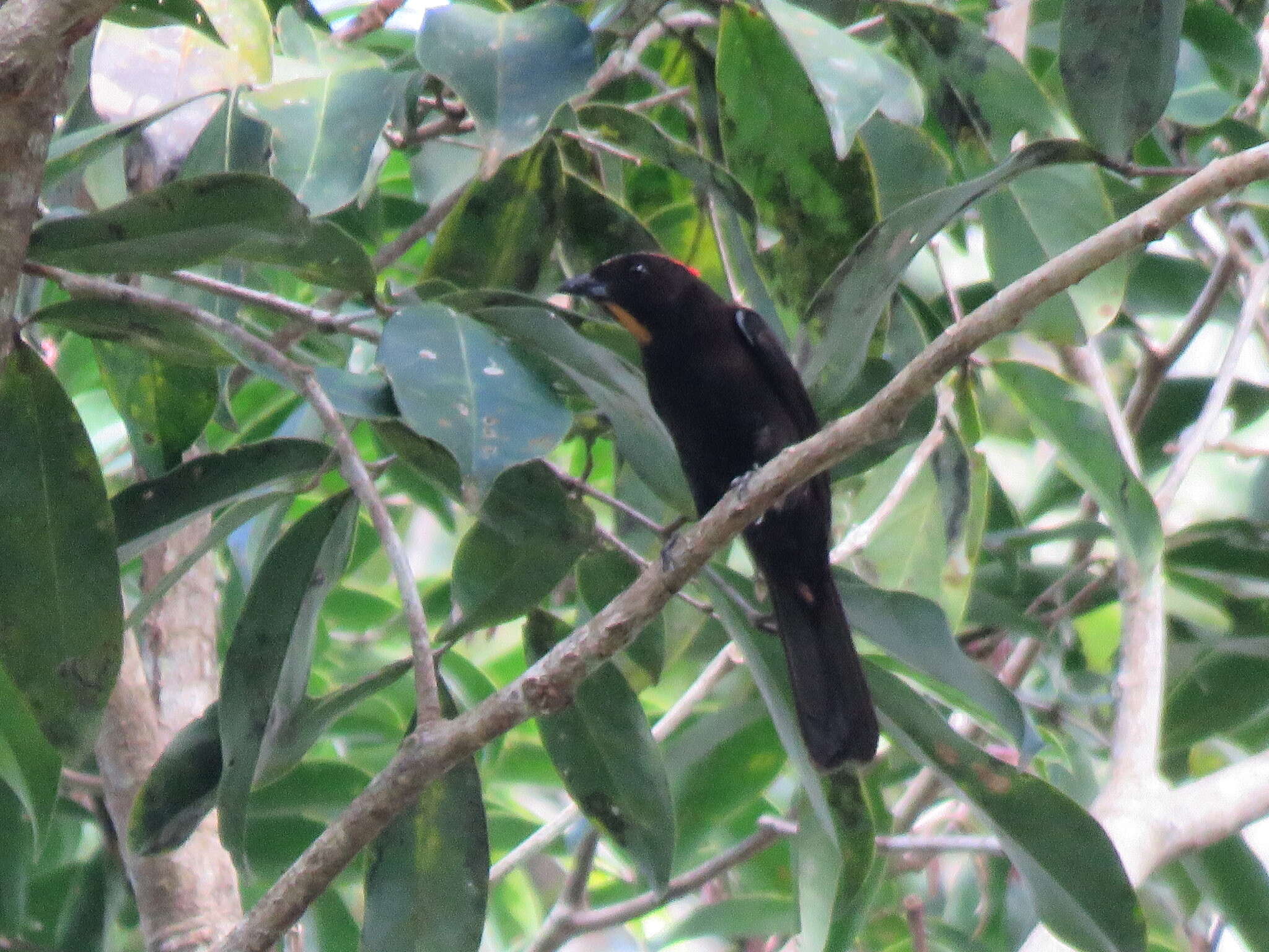 Image of Flame-crested Tanager