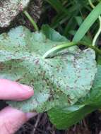 Image de Puccinia hydrocotyles (Mont.) Cooke 1880