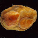 Image of Slipper Limpet