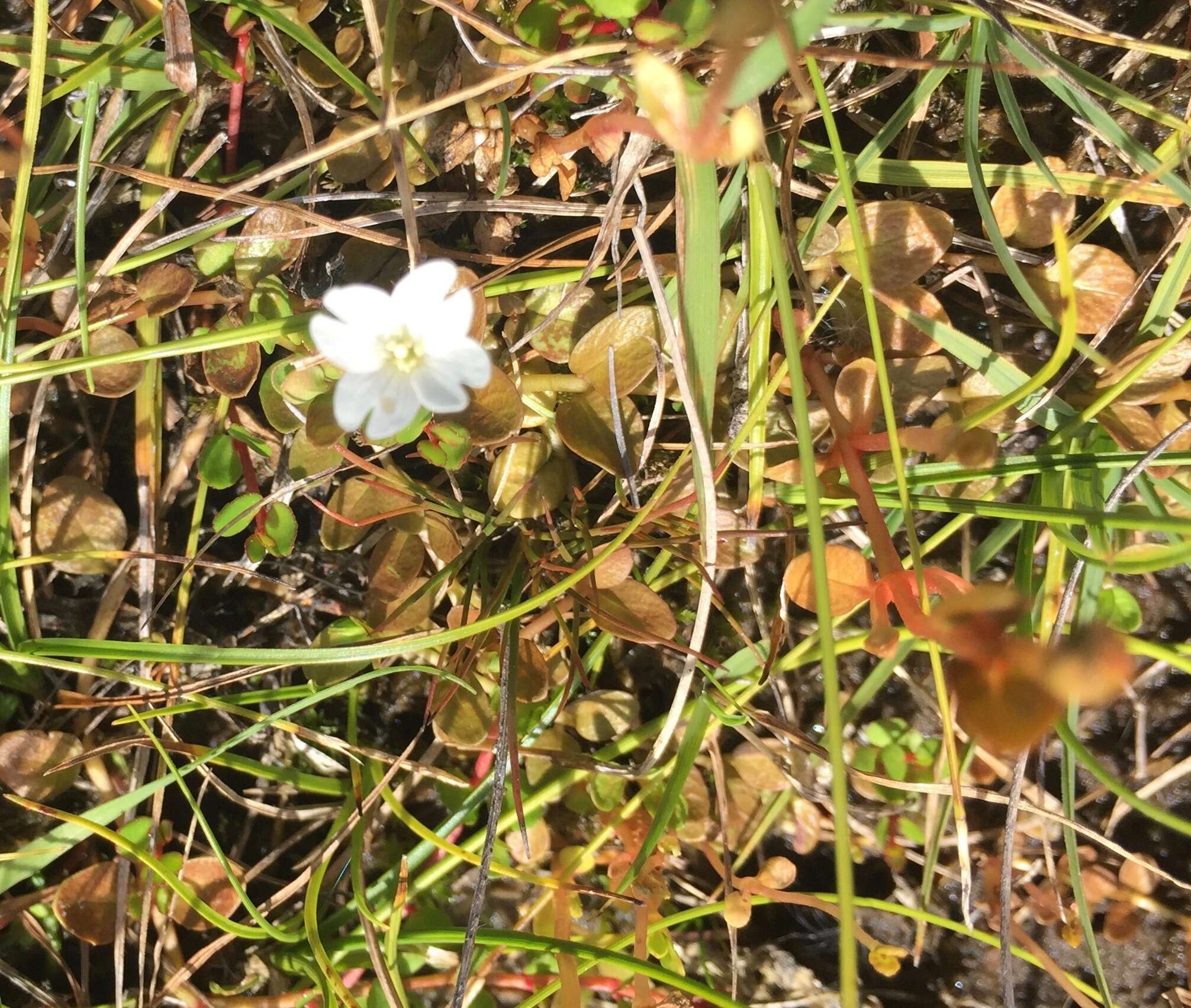 Image of Epilobium komarovianum Leveille