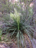 Image of foothill beargrass