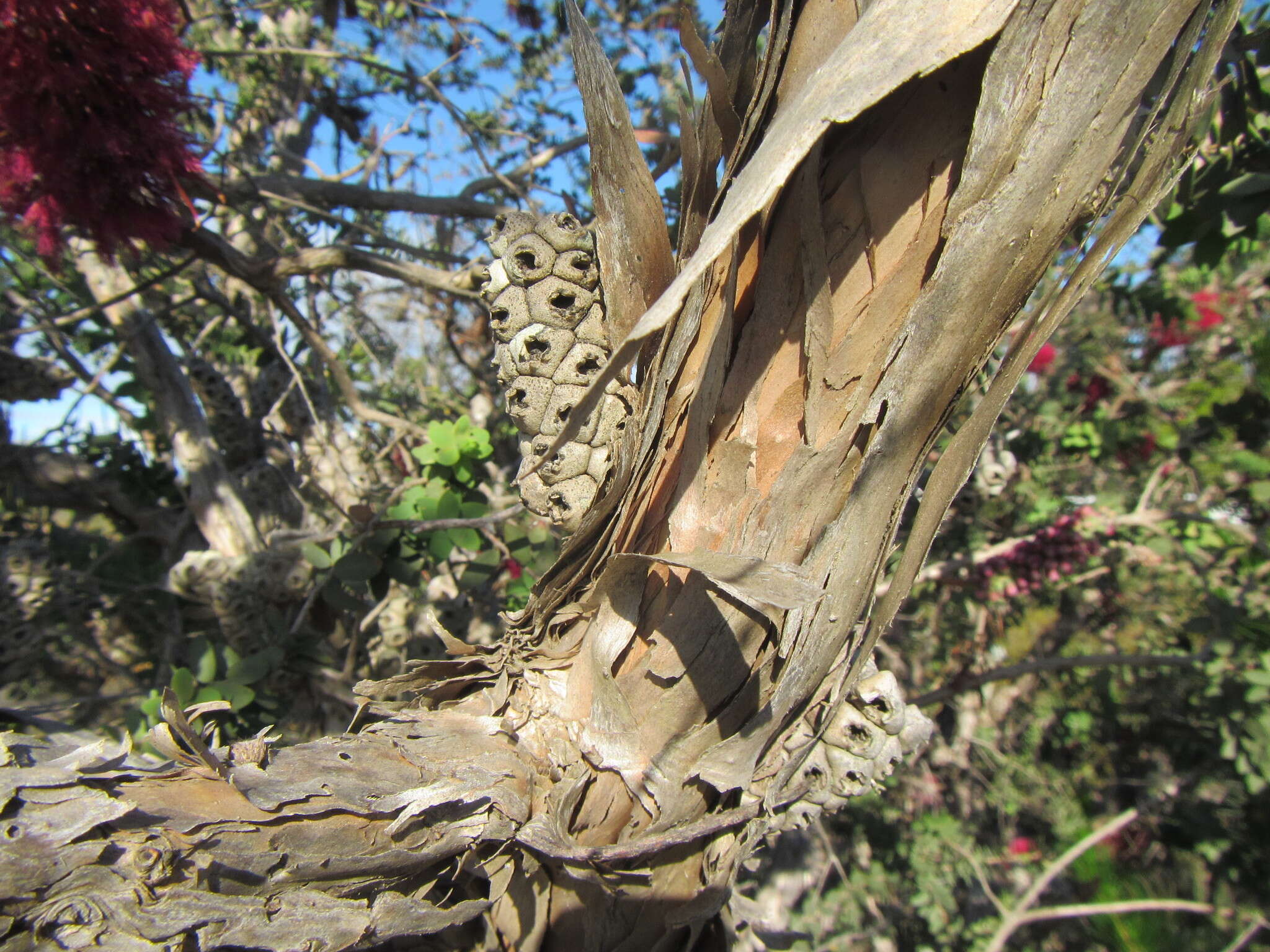 Image of Melaleuca elliptica Labill.