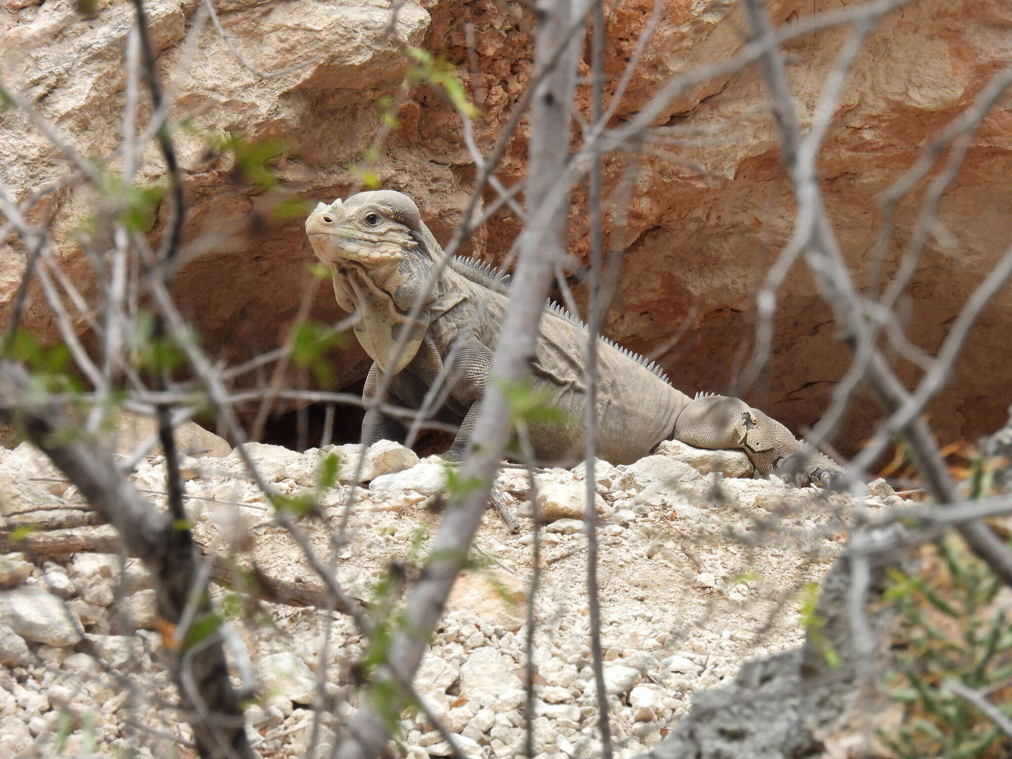 Sivun Cyclura cornuta cornuta (Bonnaterre 1789) kuva