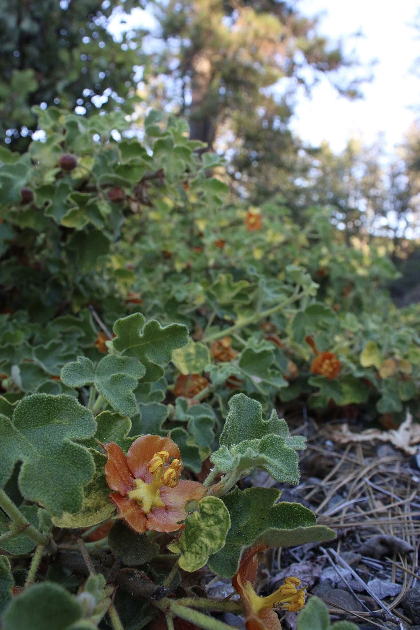 Image of Pine Hill flannelbush