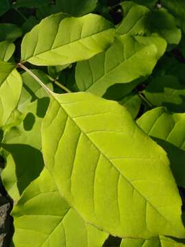 Image of Fraxinus chinensis subsp. rhynchophylla (Hance) A. E. Murray