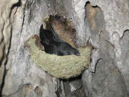 Image of Mossy-nest Swiftlet