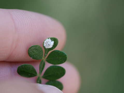 Image of Green shield scale