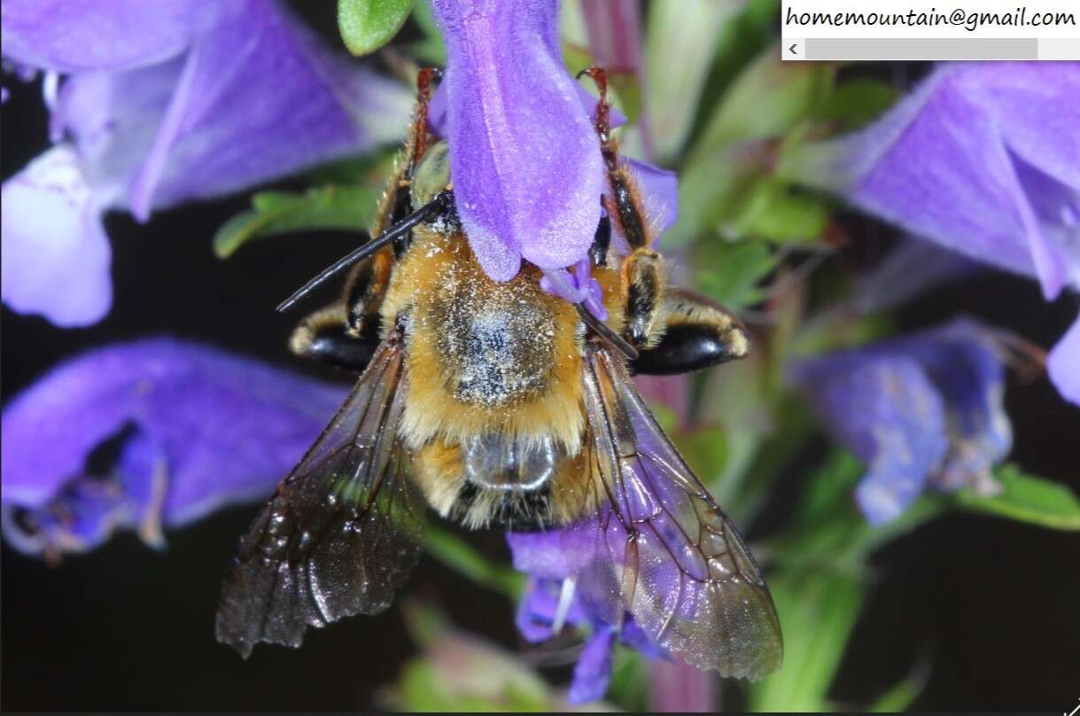 Image de Anthophora deserticola Morawitz 1873