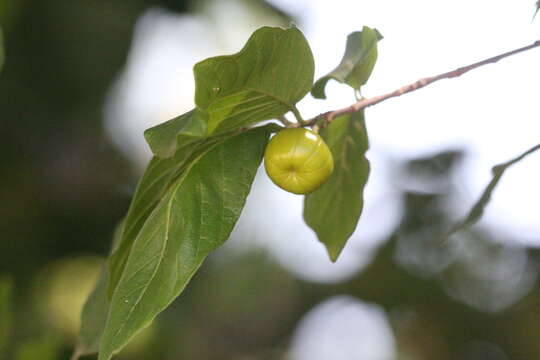 Image of Honeysuckle tree