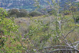 Image of smooth mountain mahogany