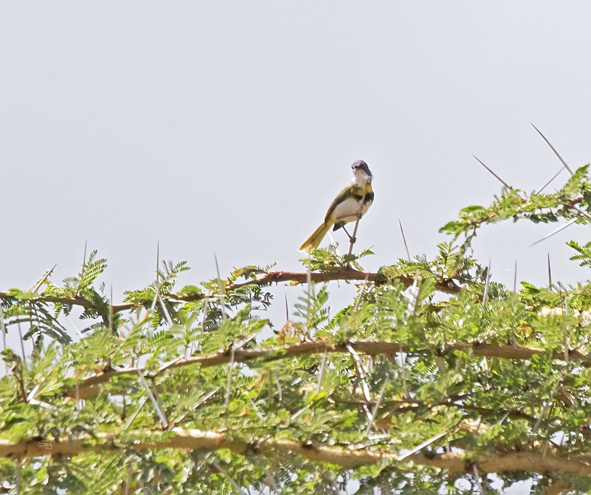 Image of Yellow-breasted Apalis